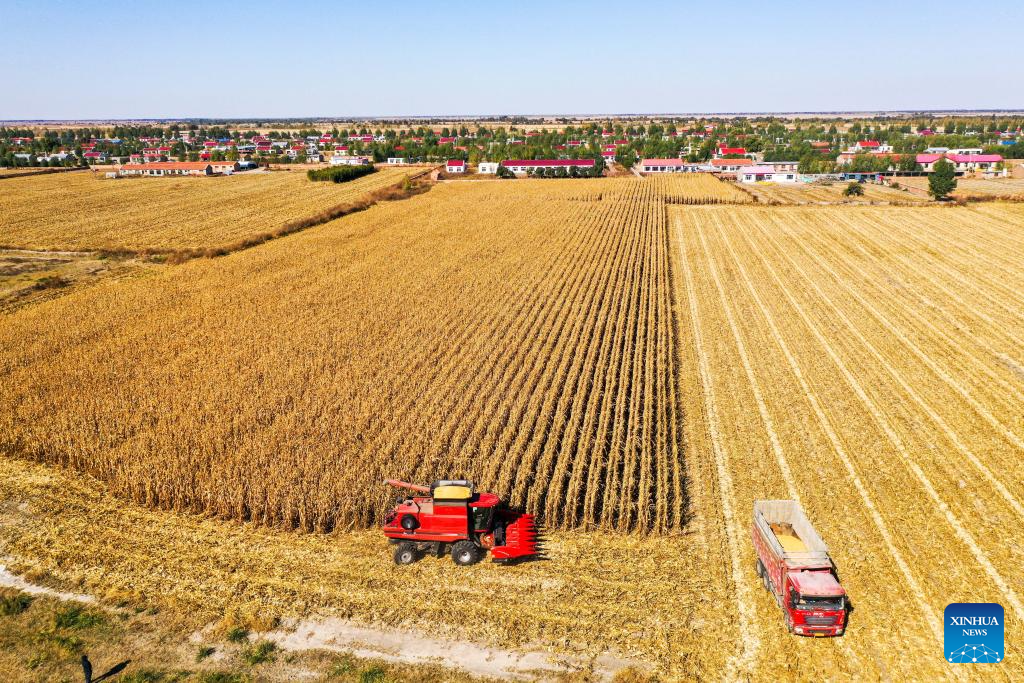 Grains in harvest season in Tongliao City, N China's Inner Mongolia