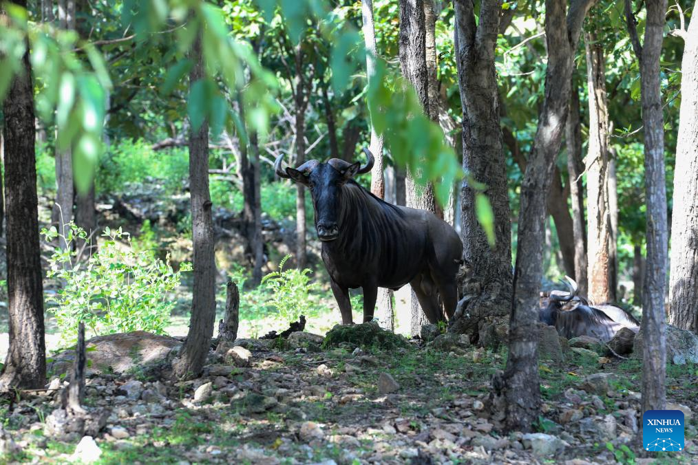 In pics: wildlife at Safari Park in Nay Pyi Taw, Myanmar
