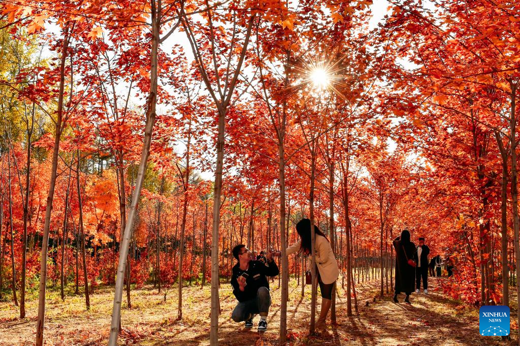 Autumn scenery in Changchun, NE China