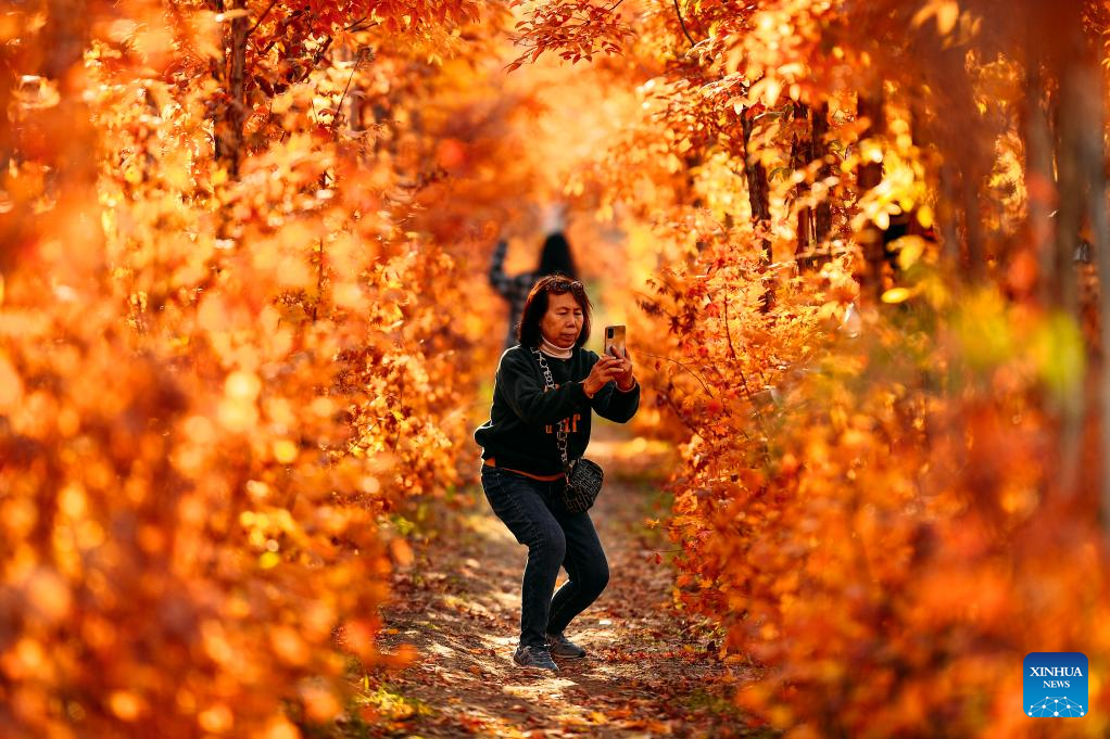 Autumn scenery in Changchun, NE China