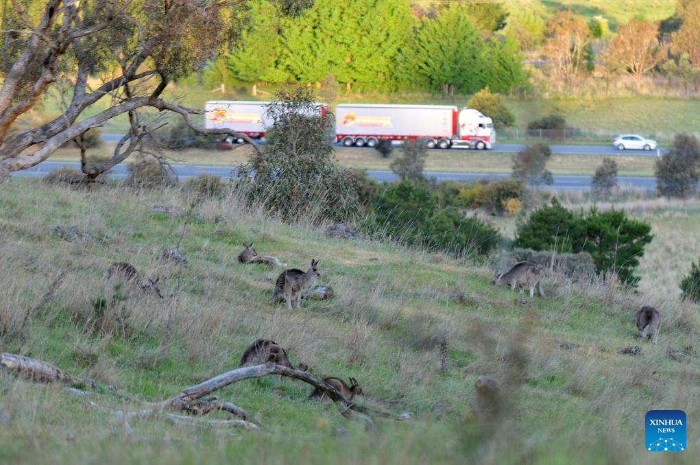 Kangaroos seen in Canberra, Australia