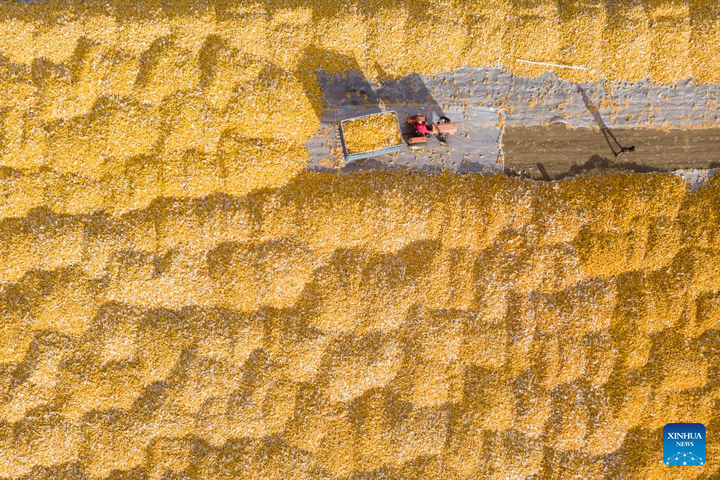 Autumn harvest in Heilongjiang, NE China