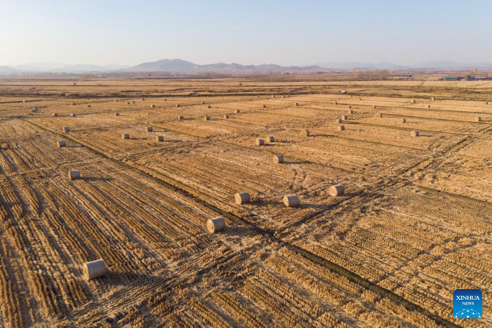 Autumn harvest in Heilongjiang, NE China