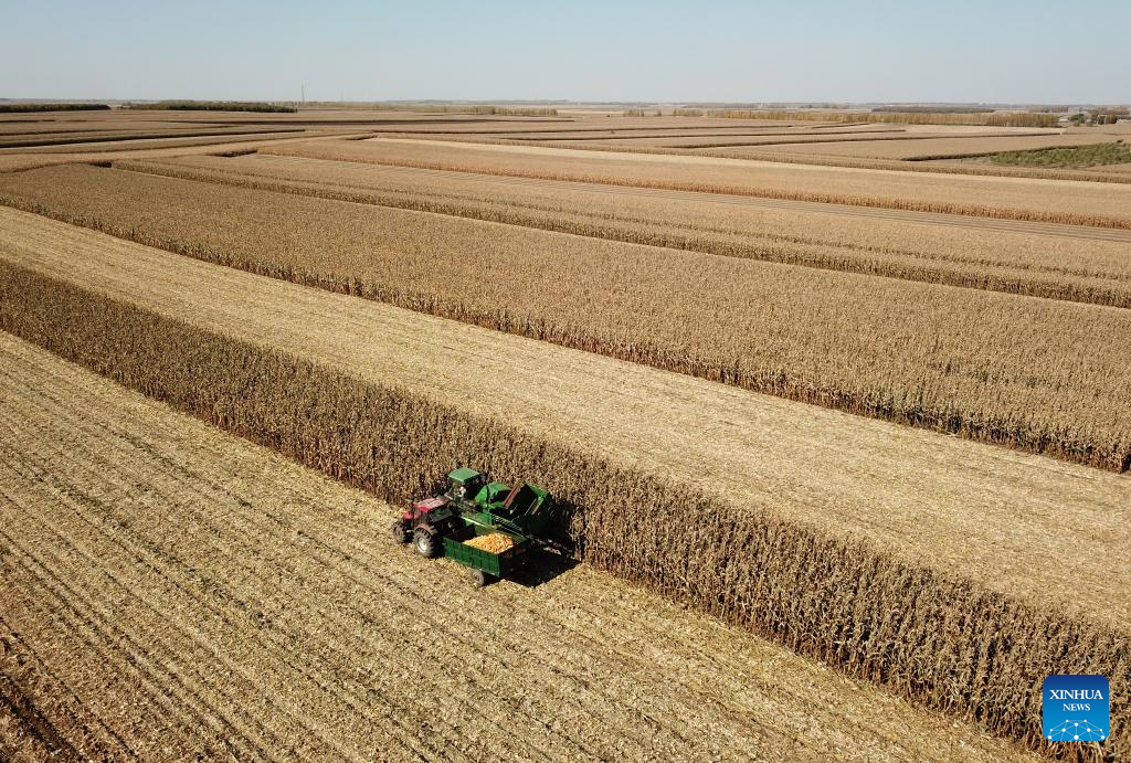 Autumn harvest in Heilongjiang, NE China