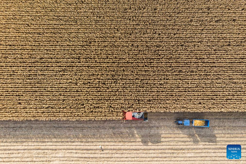 Autumn harvest in Heilongjiang, NE China