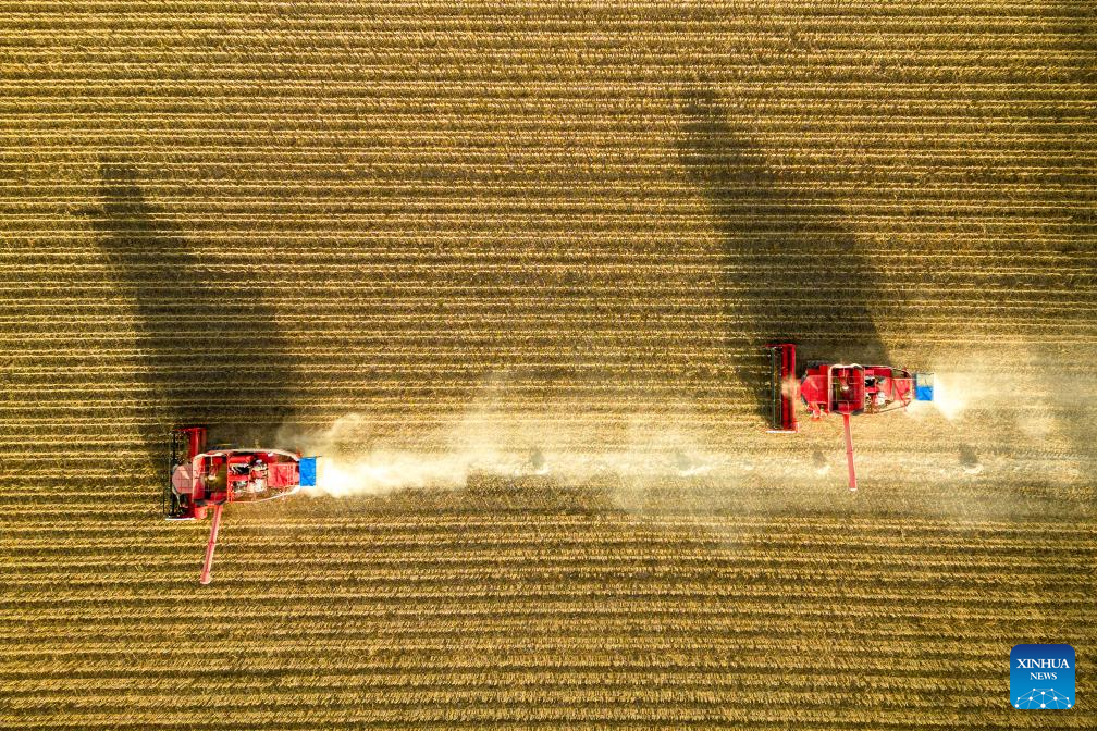 Autumn harvest in Heilongjiang, NE China