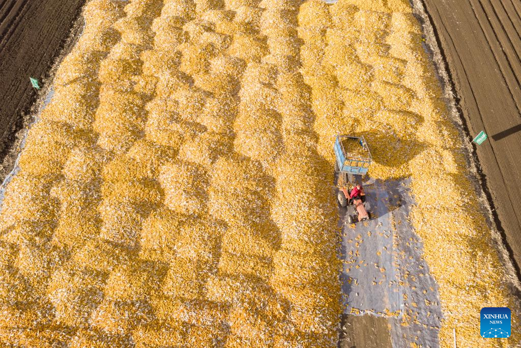 Autumn harvest in Heilongjiang, NE China