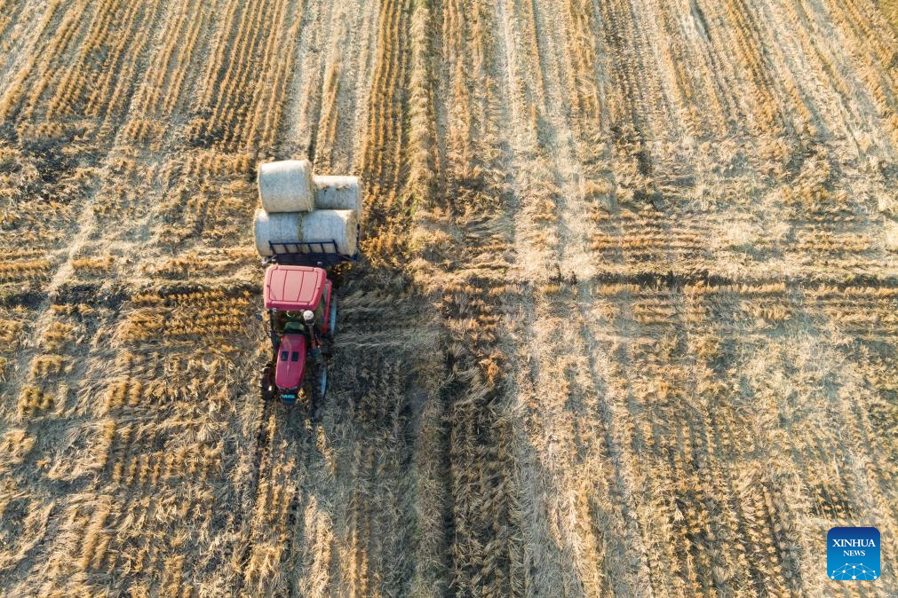 Autumn harvest in Heilongjiang, NE China