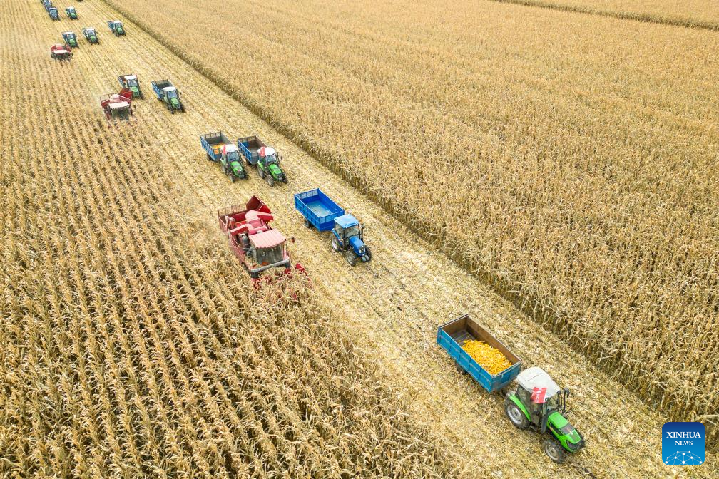 Autumn harvest in Heilongjiang, NE China