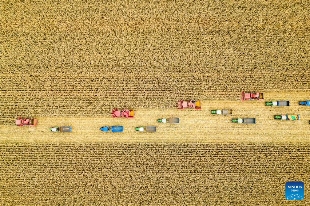 Autumn harvest in Heilongjiang, NE China