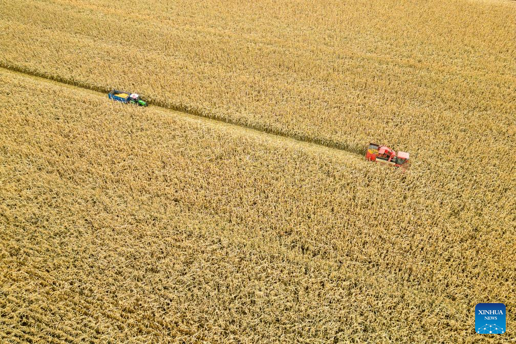 Autumn harvest in Heilongjiang, NE China