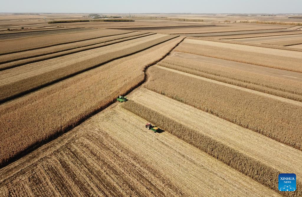 Autumn harvest in Heilongjiang, NE China