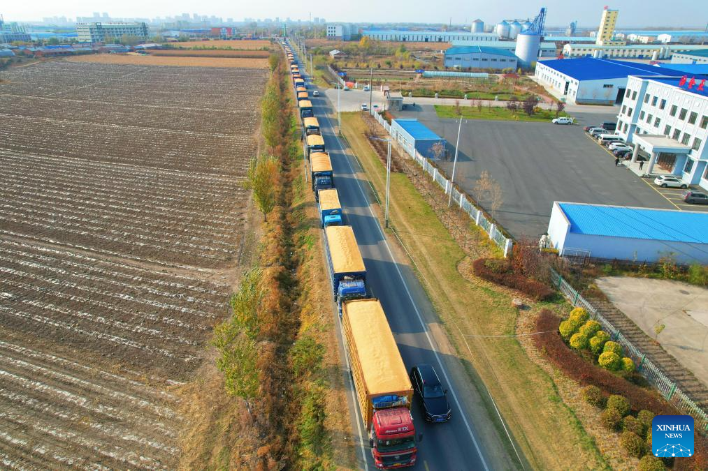 Autumn harvest in Heilongjiang, NE China