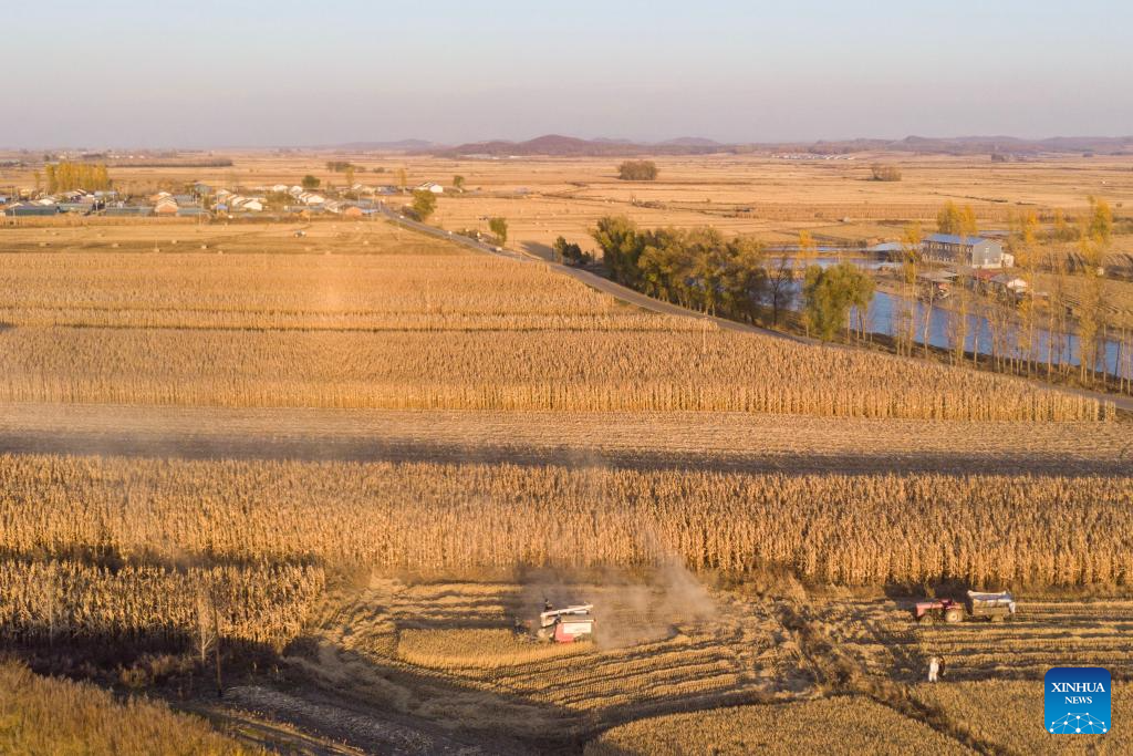 Autumn harvest in Heilongjiang, NE China