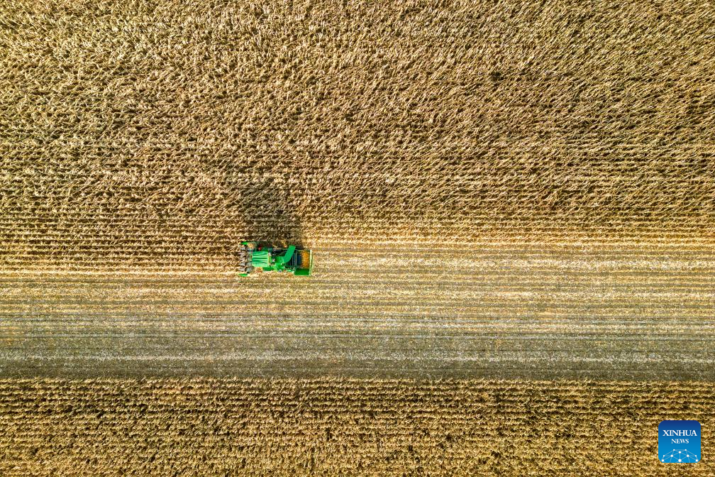 Autumn harvest in Heilongjiang, NE China