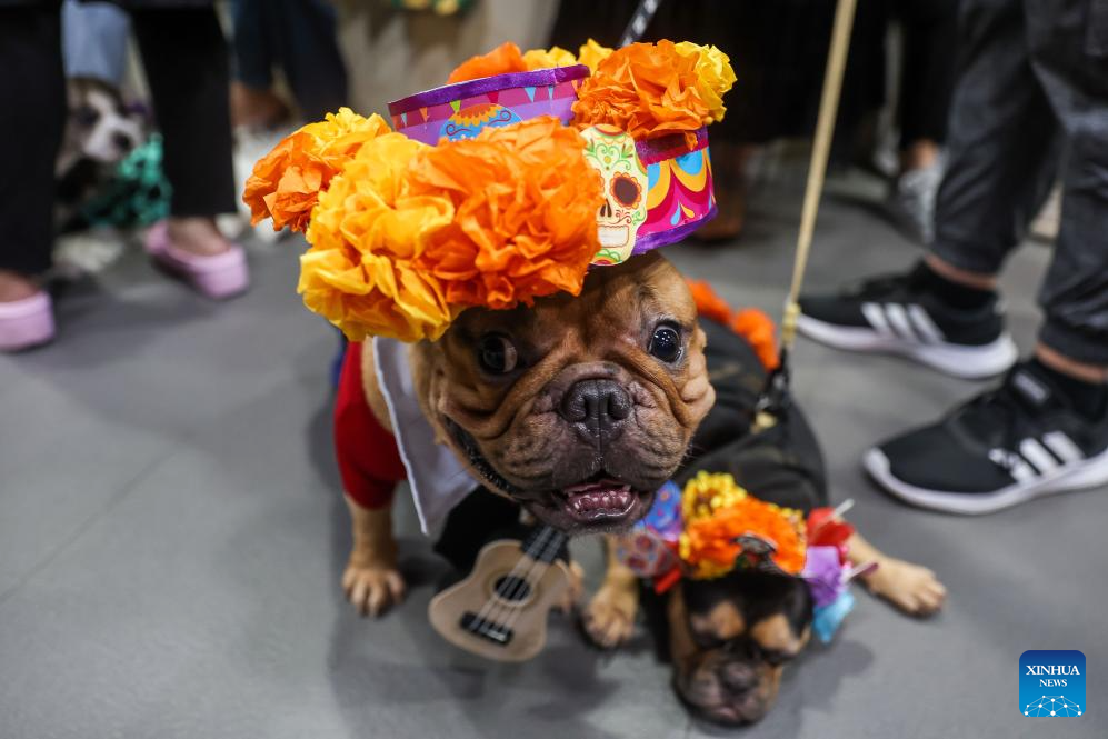 In pics: costume contest for pet dogs in Quezon City, Philippines