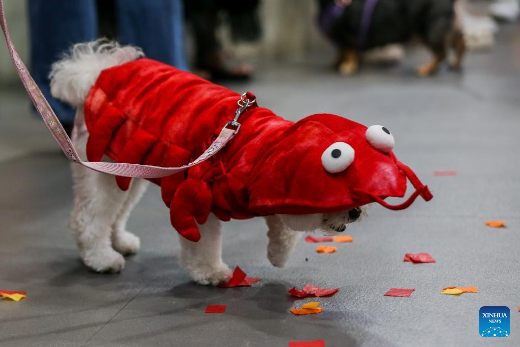 In pics: costume contest for pet dogs in Quezon City, Philippines