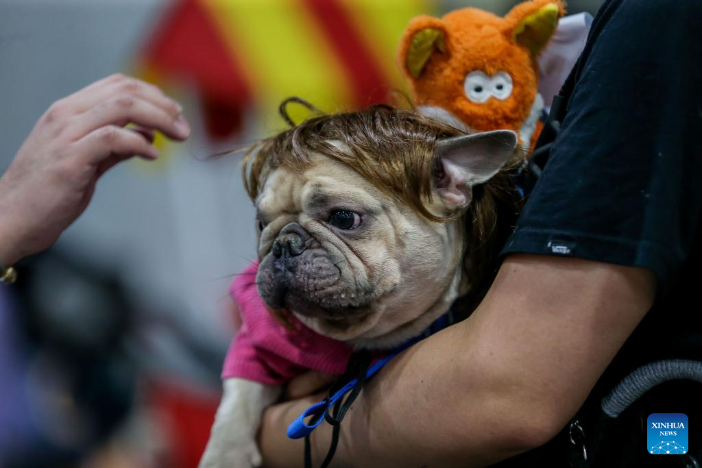 In pics: costume contest for pet dogs in Quezon City, Philippines