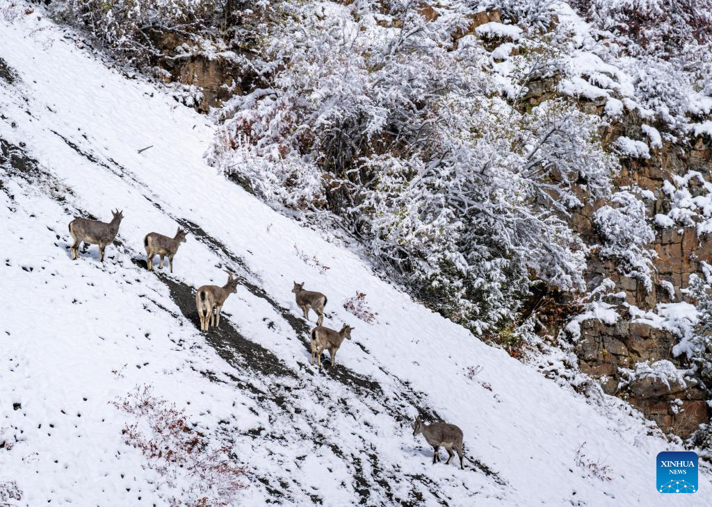 Scenery of Banbar County of Qamdo in SW China's Tibet