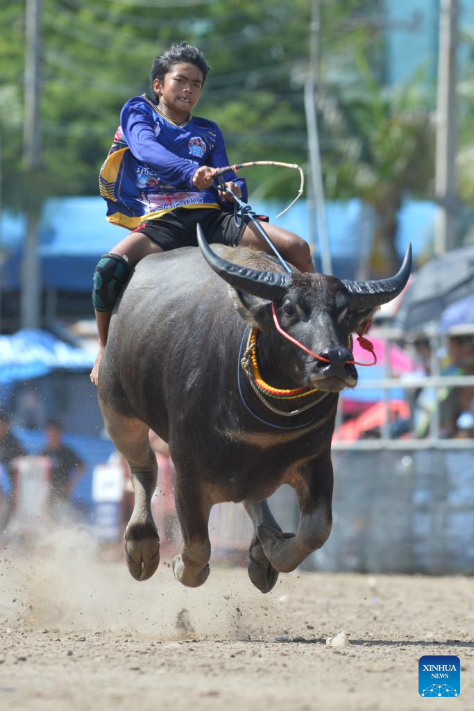 In pics: buffalo race in Chonburi, Thailand