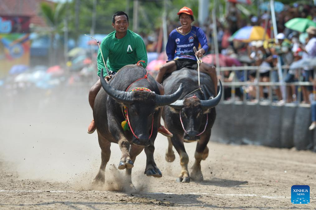 In pics: buffalo race in Chonburi, Thailand