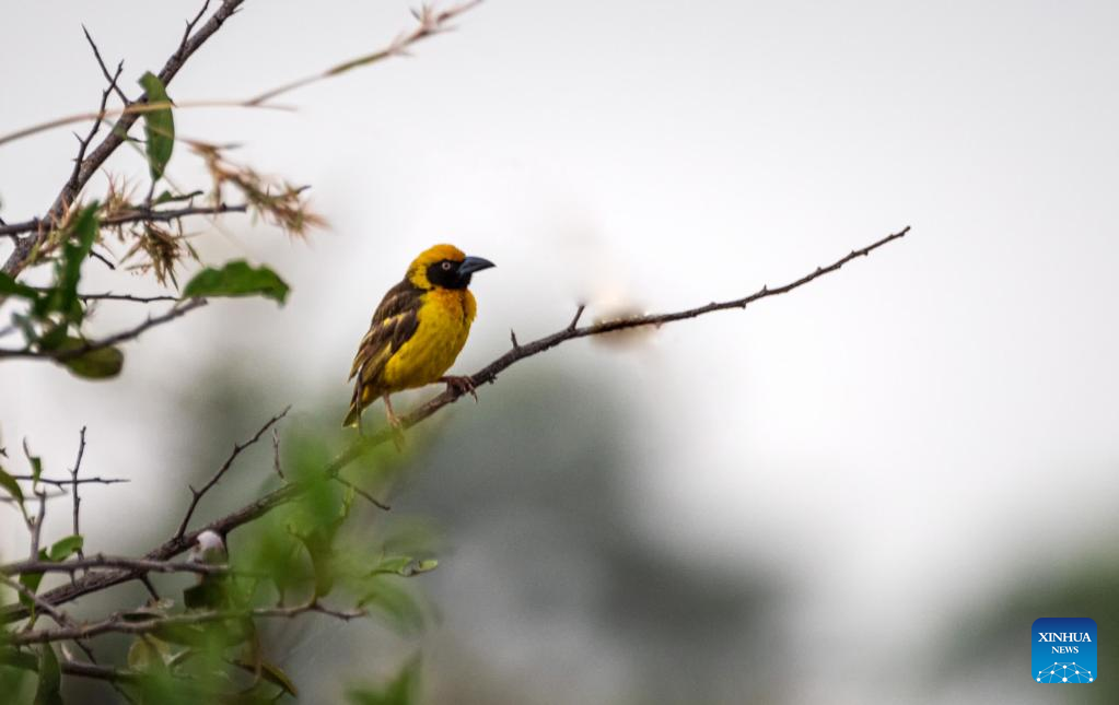 Near threatened bird species sighted in Uganda