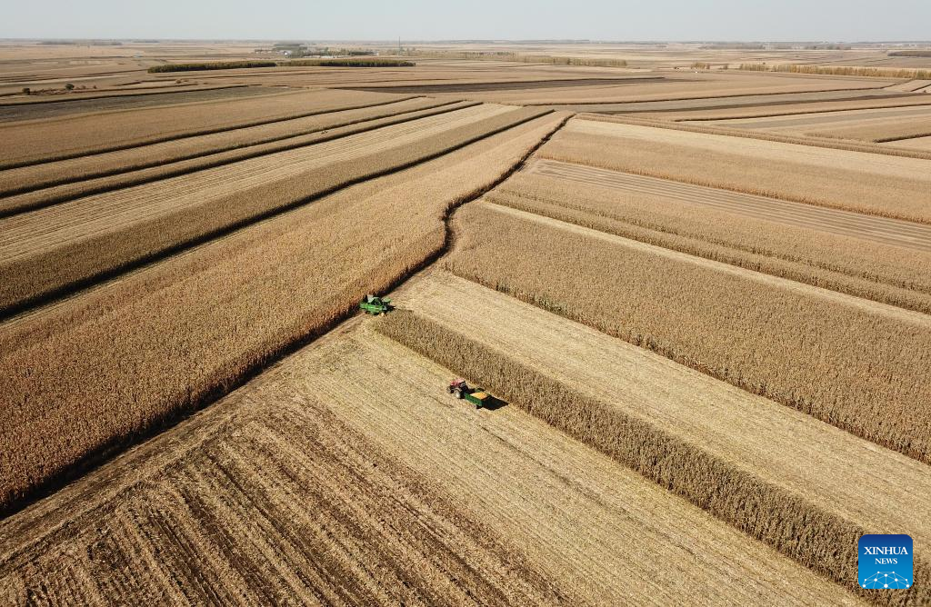 Autumn harvest in China's major grain production province ends