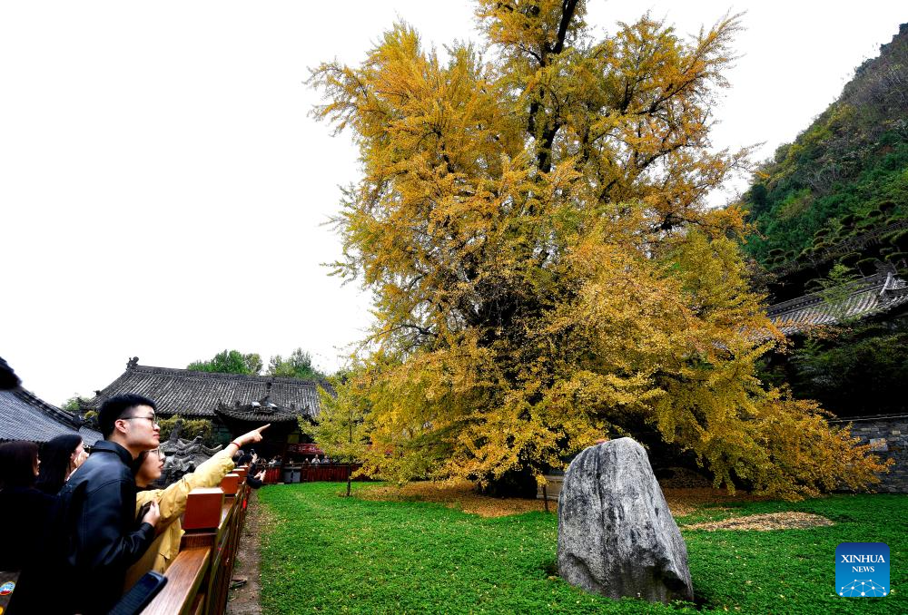 Scenery of ginkgo tree in Xi'an