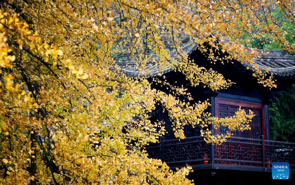 Scenery of ginkgo tree in Xi'an