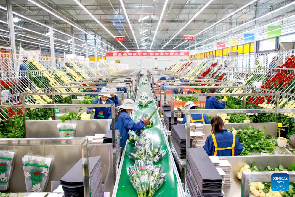 Across China: Smell of success for small-town rose exporter