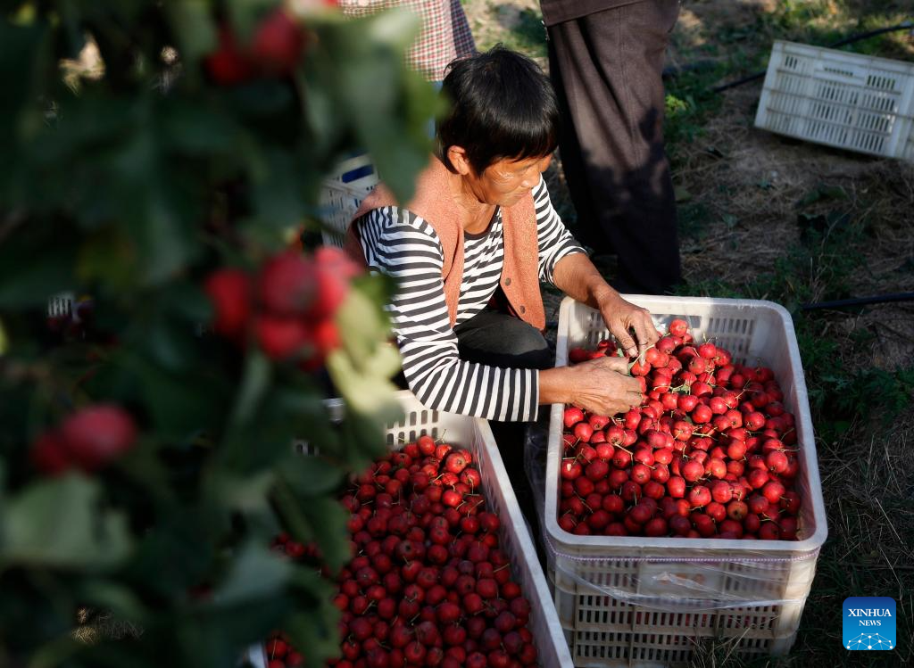 Farmers busy with autumn harvest in Henan, C China