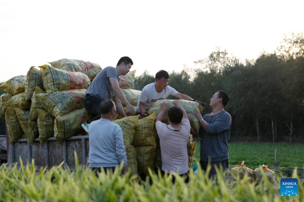 Farmers busy with autumn harvest in Henan, C China