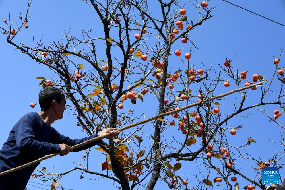 Farmers busy with autumn harvest in Henan, C China