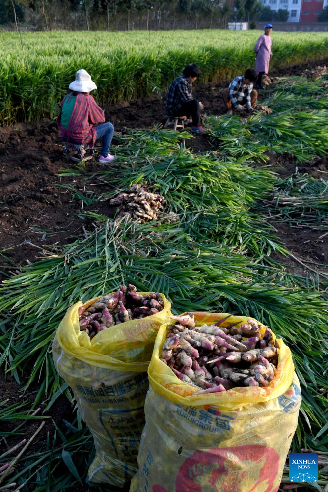 Farmers busy with autumn harvest in Henan, C China