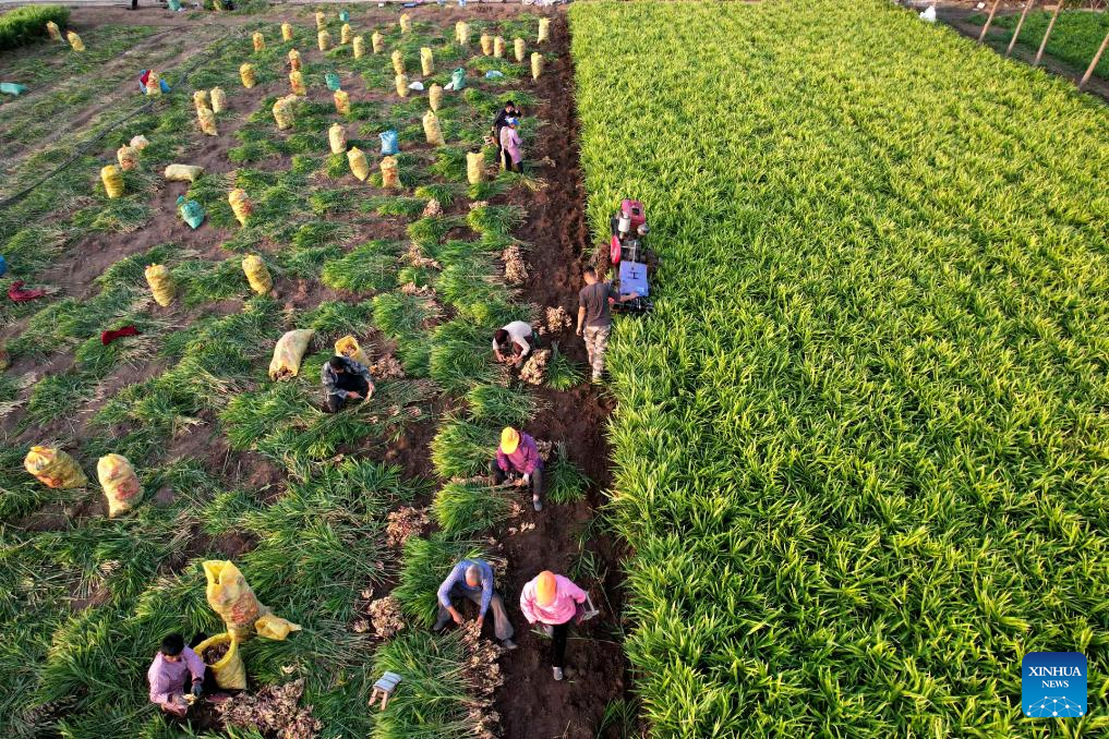 Farmers busy with autumn harvest in Henan, C China