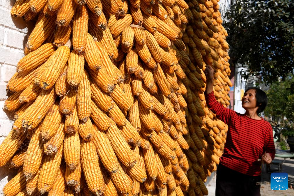 Farmers busy with autumn harvest in Henan, C China