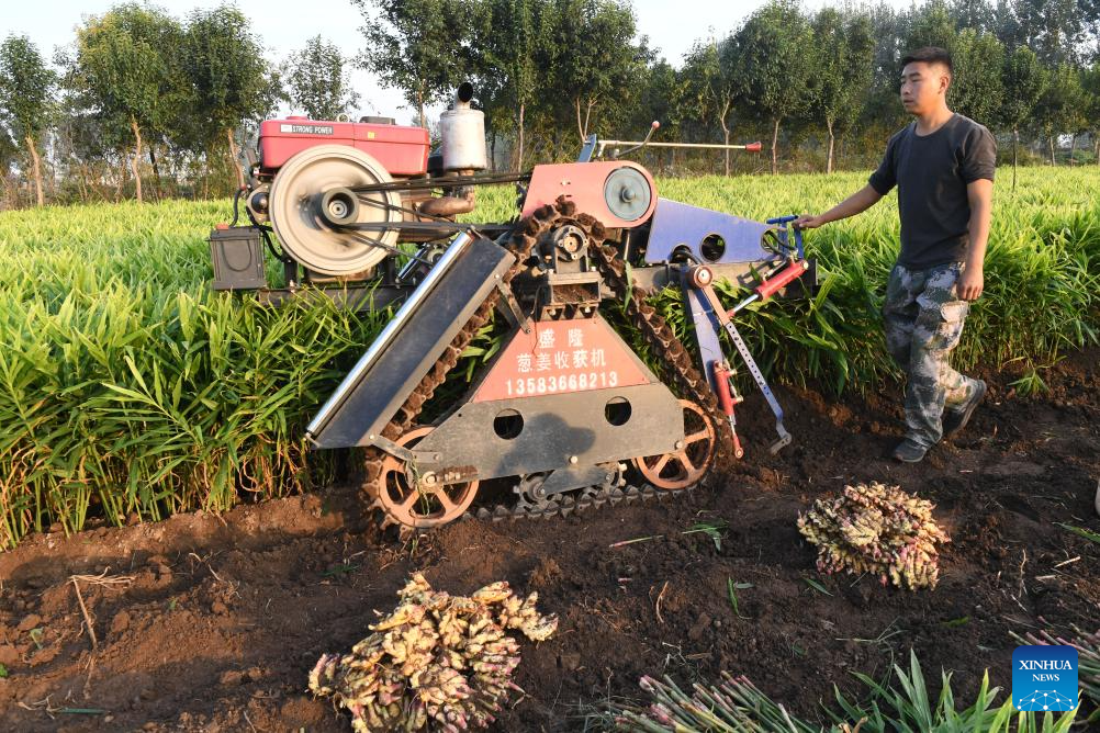 Farmers busy with autumn harvest in Henan, C China