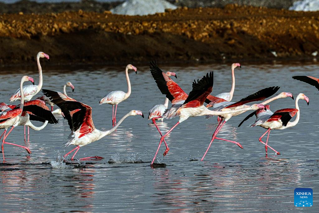 Wintering flamingoes seen at nature reserve in Egypt