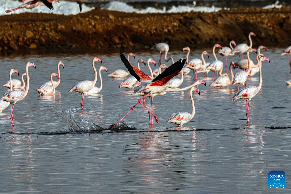 Wintering flamingoes seen at nature reserve in Egypt