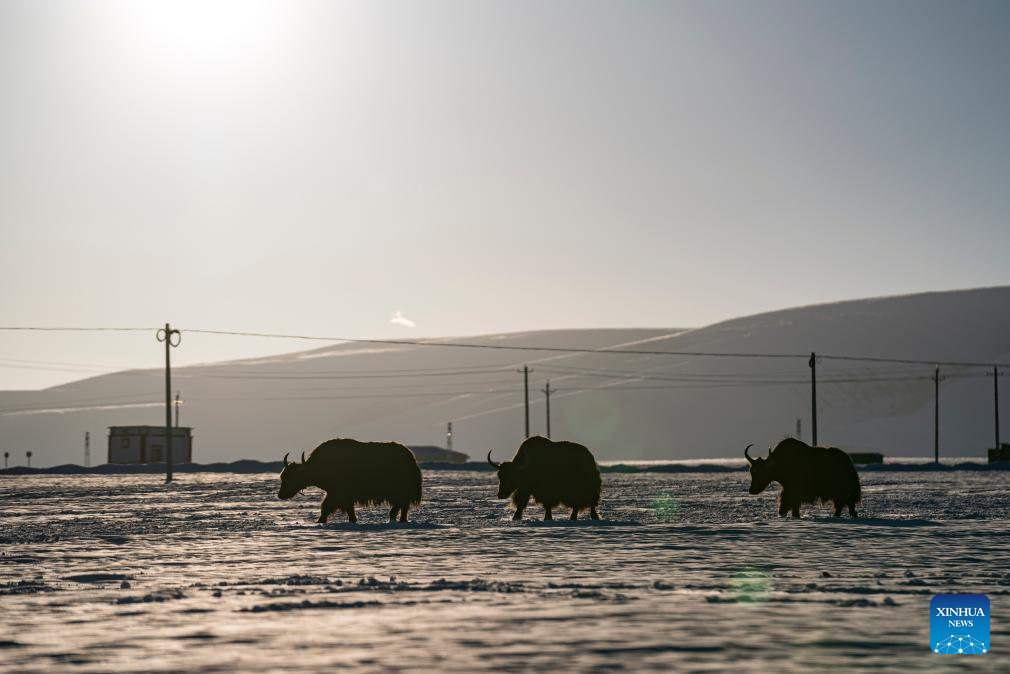 Housing project improves grassland life at winter pastures in Xizang