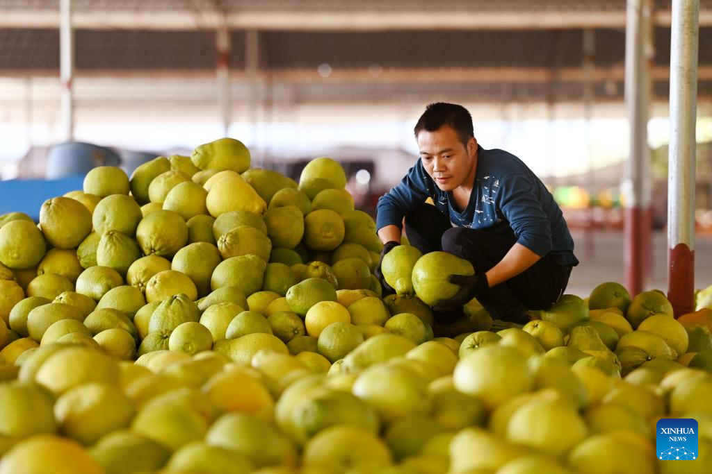 Pomelos enter harvest season in China's Guangxi