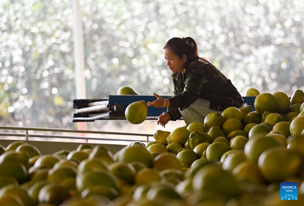 Pomelos enter harvest season in China's Guangxi
