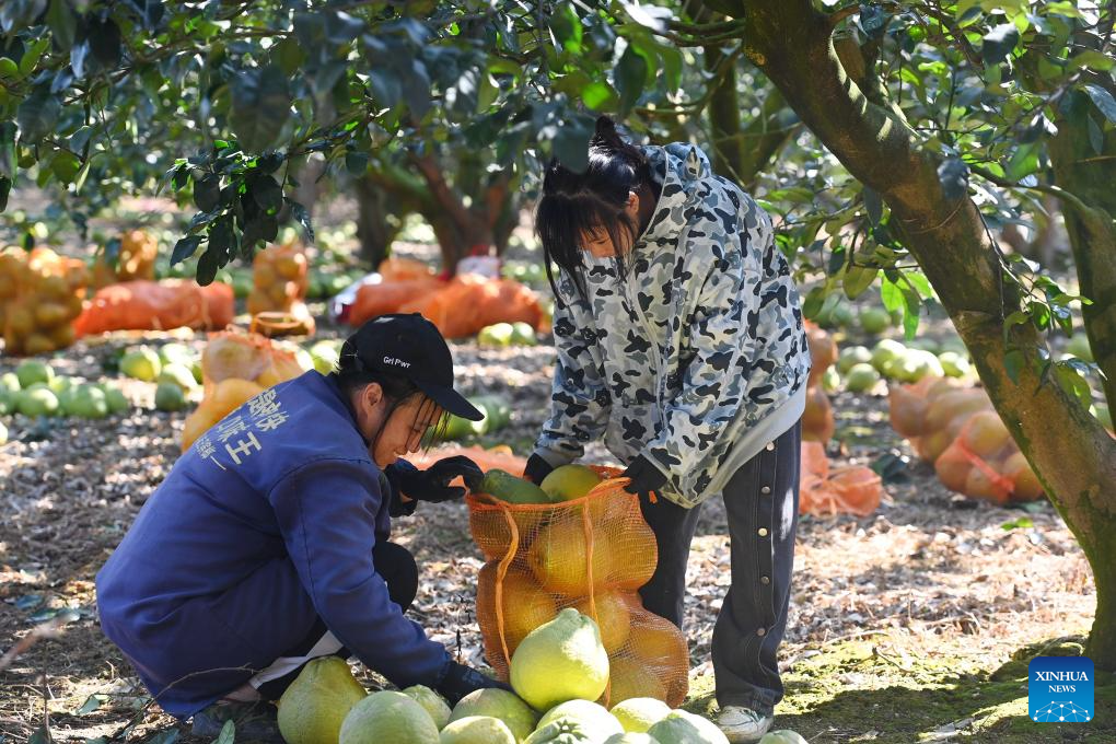 Pomelos enter harvest season in China's Guangxi