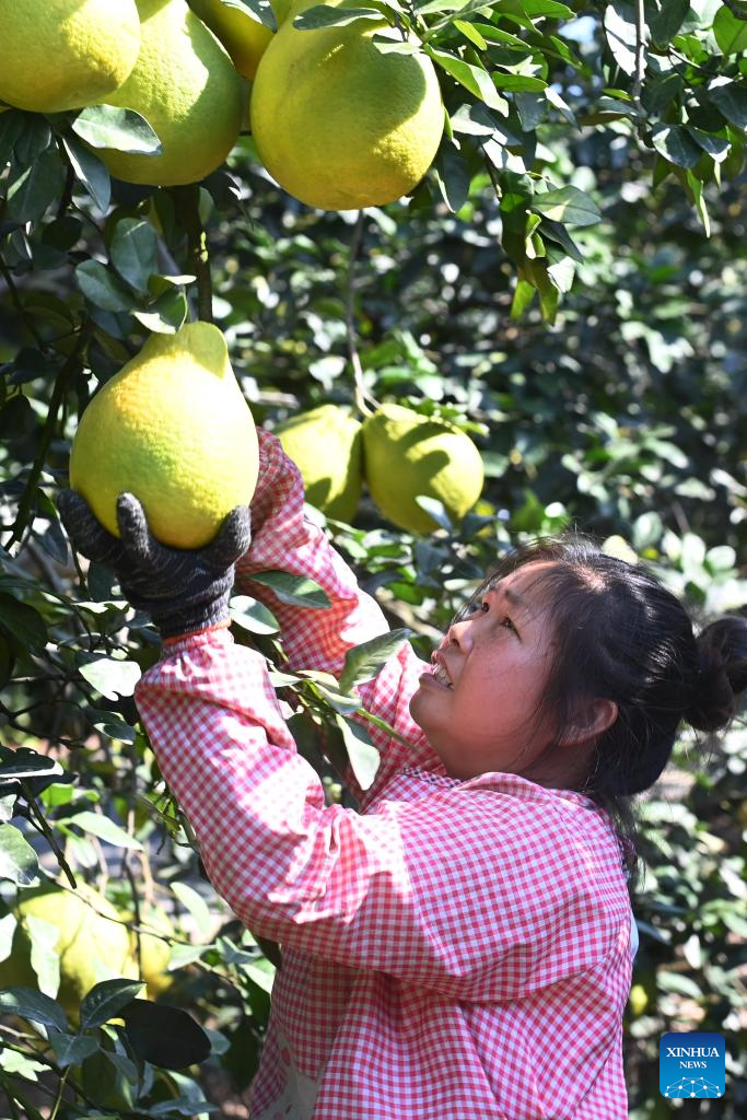 Pomelos enter harvest season in China's Guangxi