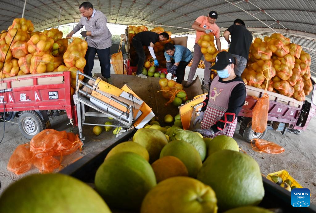 Pomelos enter harvest season in China's Guangxi