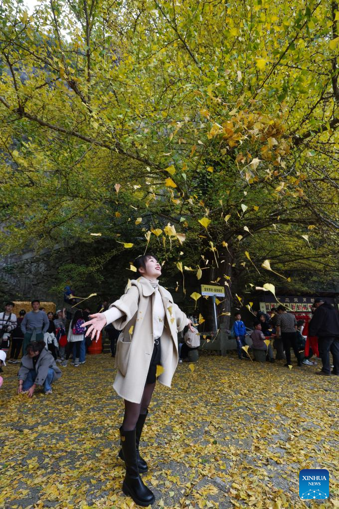 Old ginkgo tree attracts visitors in E China's Zhejiang