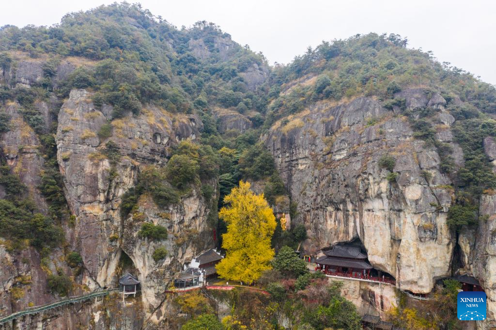 Old ginkgo tree attracts visitors in E China's Zhejiang