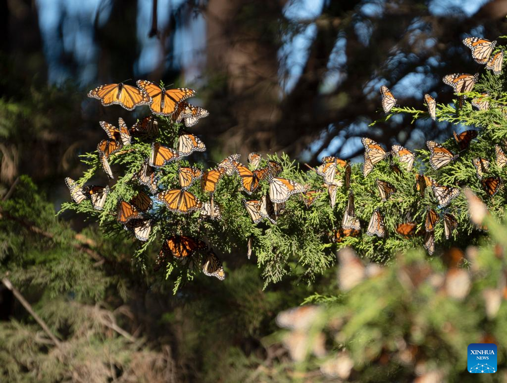 In pics: western monarch butterflies in forest of California