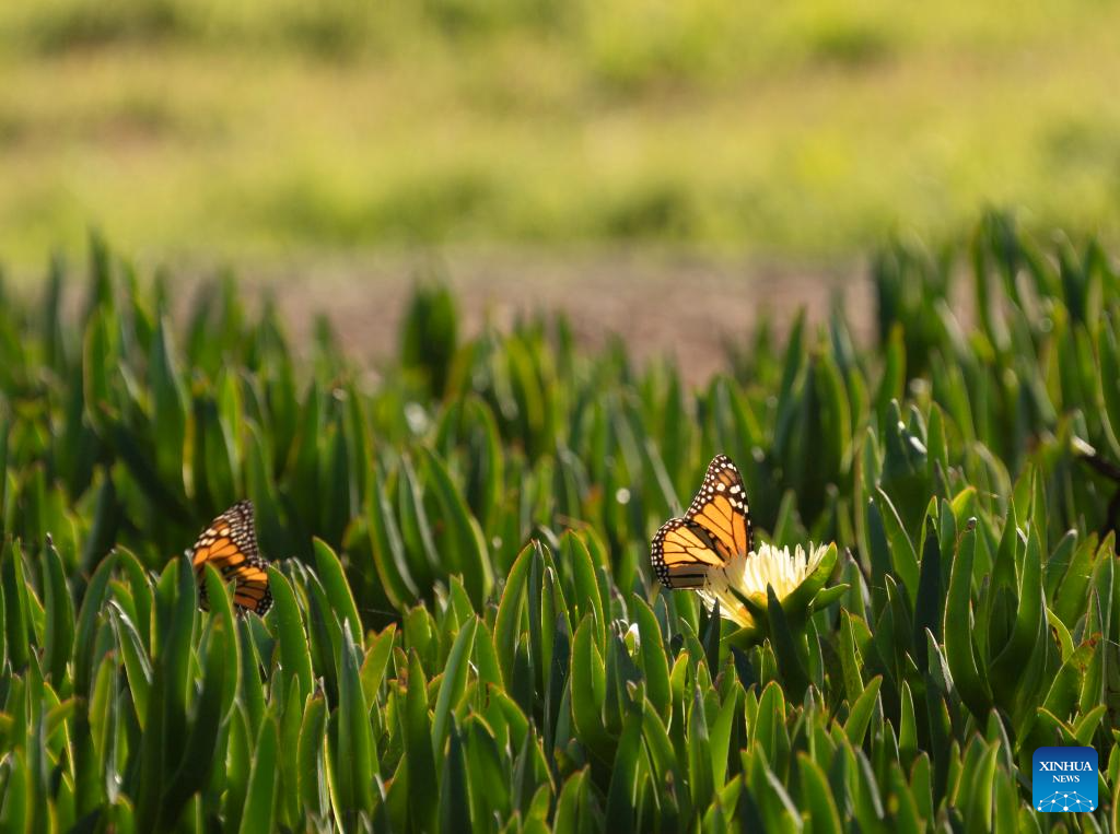In pics: western monarch butterflies in forest of California