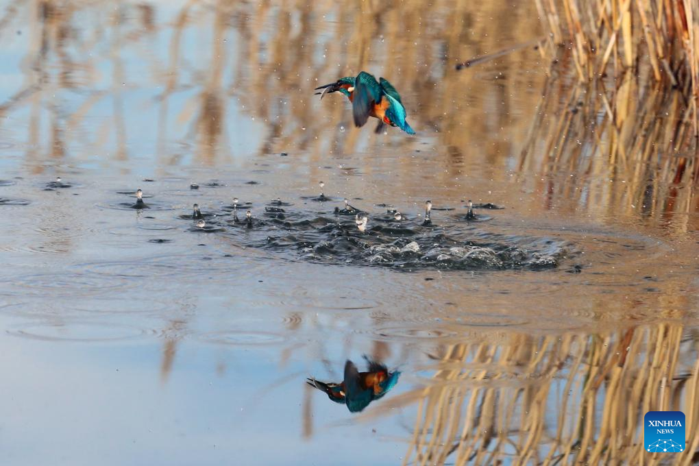 Kingfishers seen at Mogan Lake in Ankara, Türkiye